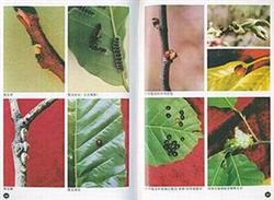 Control methods of insect pests in Chinese chestnut