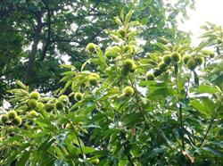 Supplement micro-fertilizer to Chinese chestnut after production