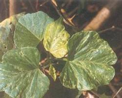 Technical advice on field management of sweet potato in middle stage