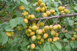 Growth and fruiting habits and pruning points of Kernel Apricot