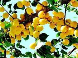 Transformation of low-yield apricot orchard