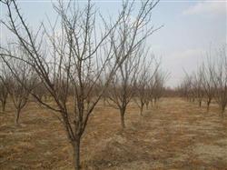 Pest Control of Apricot cultivation