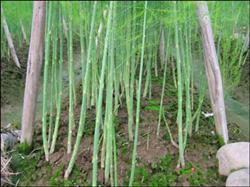 High-yield cultivation and management techniques of asparagus