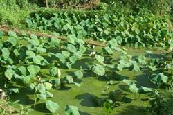 Planting techniques of lotus root