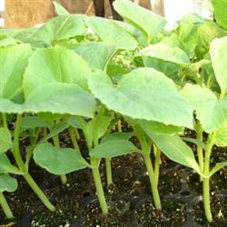 Sowing method of muskmelon in open field