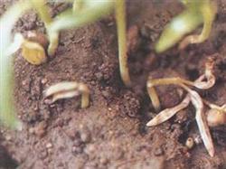 Prevention and treatment of damping-off disease of hollow cabbage