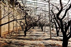 Installation of apricot trees to grasp 