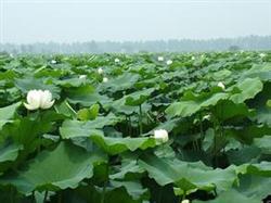 There are ways to apply fertilizer for high yield of lotus root.