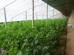 Management skills of cucumber in shed after Spring Festival