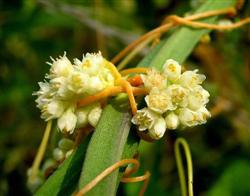 How to control dodder on litchi and longan