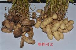 Double improvement of yield and quality in comprehensive prevention of peanut fruit rot