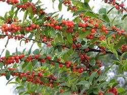 Spring Management of Young Cherry Trees