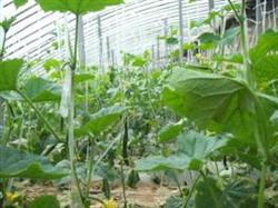 Integrated control of cucumber diseases and insect pests in greenhouse in spring