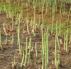 Chemical weeding in asparagus field