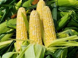 Key points of cultivation techniques of Special Maize