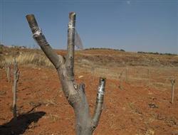 Grafting technique of Sweet Persimmon