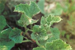 Symptoms and control of open-air muskmelon mosaic virus disease