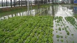 Prevention and Control techniques of Peanut waterlogging