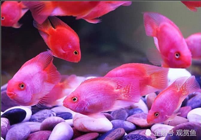 Hangtai Aquarium: Why does red parrot fish turn white?