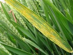 Wheat stripe rust can be treated in different areas.