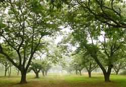 Zinc and Boron should be supplemented in Postharvest Chestnut