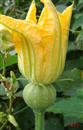 Key points of yield increasing technique of pumpkin multi-plant joint grafting