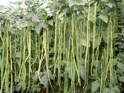 Cultivation techniques of Spring Bean covered with plastic Film