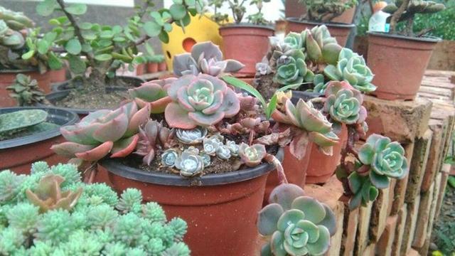 Give succulent plants the right way to bask in the sun in hot summer