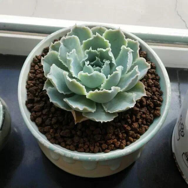 To raise succulent plants is to raise succulent roots.