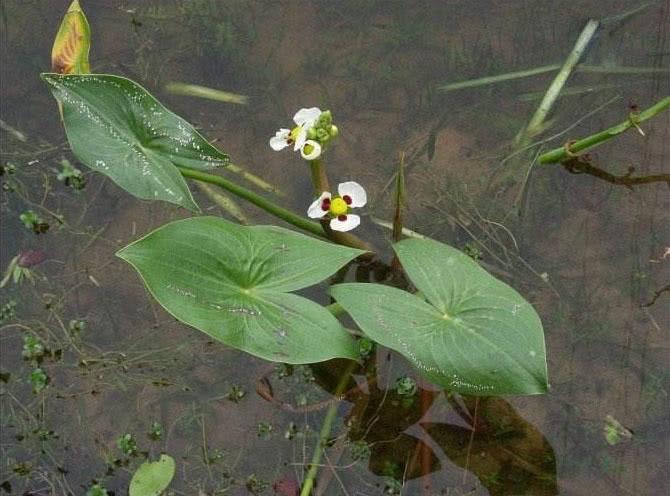 The unique aquatic vegetables in the south are commonly known as the most delicious after adding dingguo to frost.