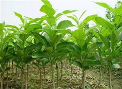 Grafting technique of young fruit of Shatian pomelo