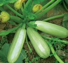 Zucchini is easy to bend in the wrong way.