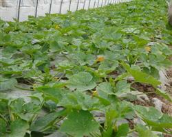 High-yielding cultivation techniques of summer squash in greenhouse in autumn and winter