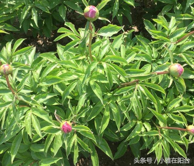 If you plant peony on the balcony, you can plant flowers with one branch and one root, and the flowers will burst in the coming year.