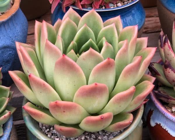 Succulent plants are put into the pot after root trimming. The root system is easy to rot to avoid.