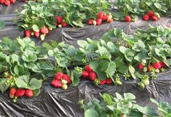 Strawberry management in early spring