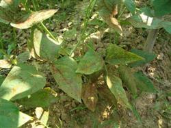 How to cultivate beans in greenhouse