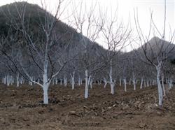 Benefits of scattered planting of walnut trees