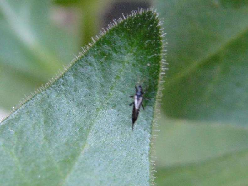 Are such rose leaves harmful to thrips?