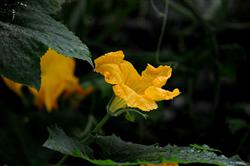 What if there are fewer female flowers in pumpkins?