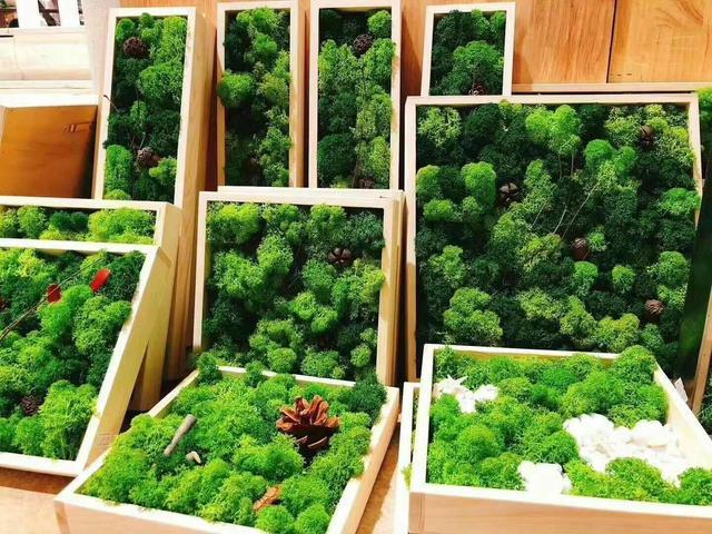 A good choice for immortal moss frames to decorate TV walls and sofa walls