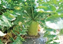 Fertilizer requirement regularity and fertilization methods of Chinese cabbage and radish