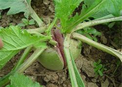 Radish should be supplemented with boron fertilizer unintentionally