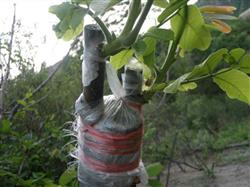 Grafting and pruning of Walnut trees