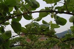 Kiwifruit is busy clearing the garden in spring.