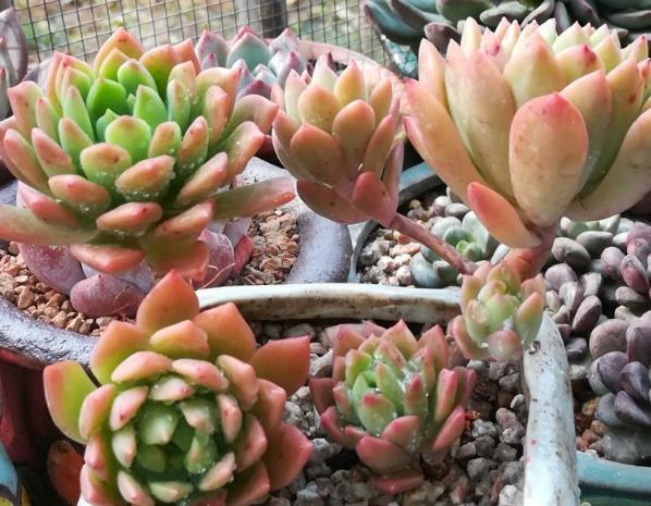 Succulent plants grow vigorously in autumn and can easily form fat by adding some fertilizer.