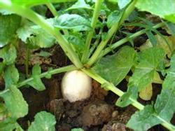 Key points of cultivation techniques of spring radish