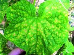 Control of Cucumber Target spot