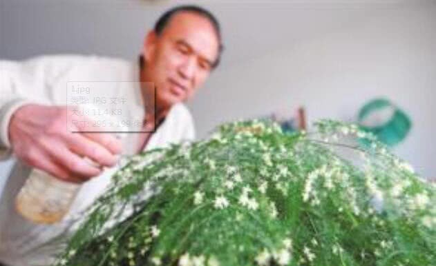 If you want asparagus to bloom all over the sky, water this water flower grower in autumn.