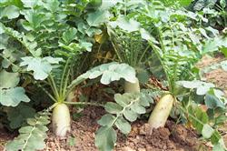 Cultivation and Management techniques of Carrot sowing in Spring